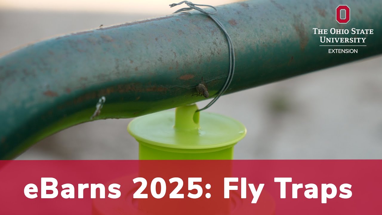 eBarns On-Farm Research 2025: Fly Traps