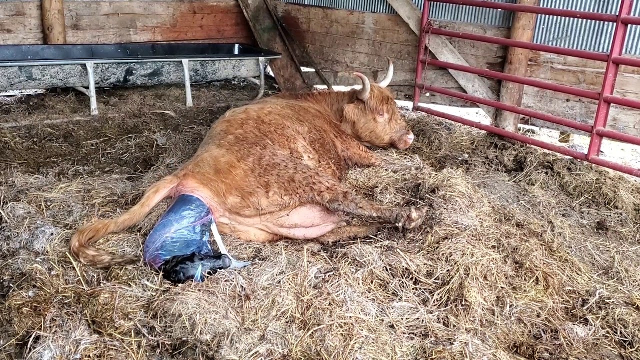 Scottish Highland cow calving