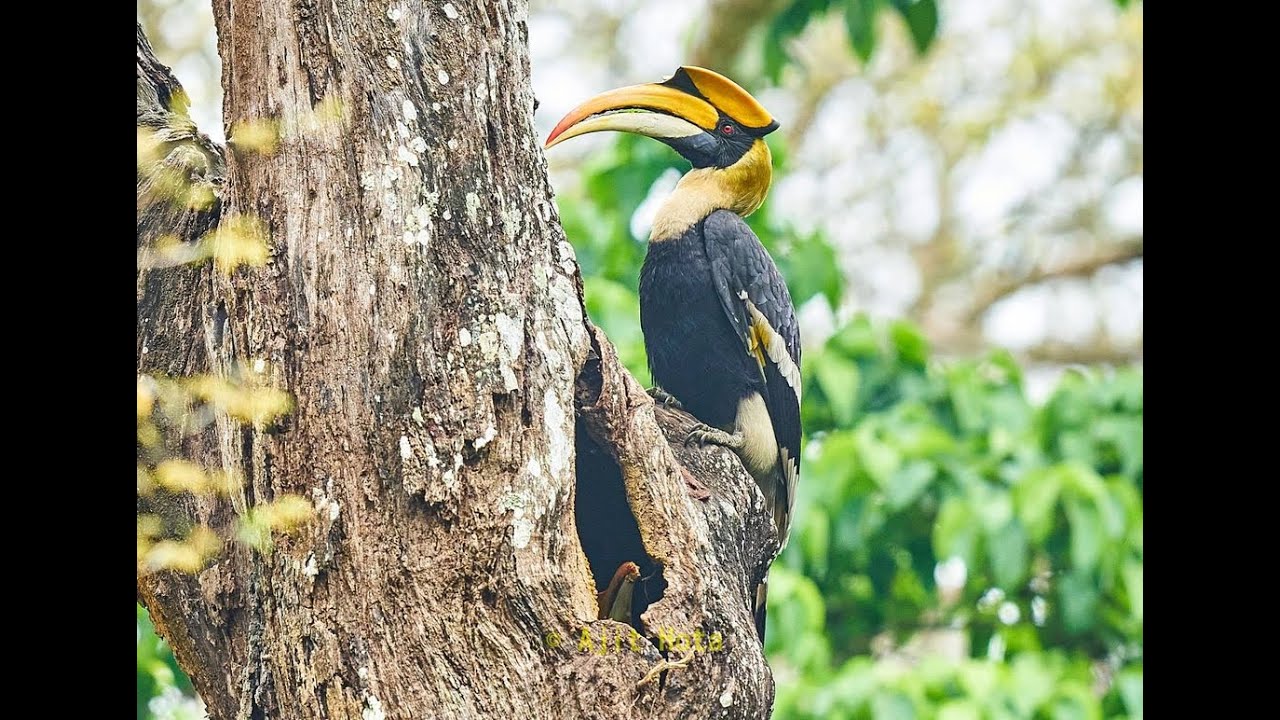 Great Hornbill Male feeding the female in nest, very rare wild footage | Love & commitment for life