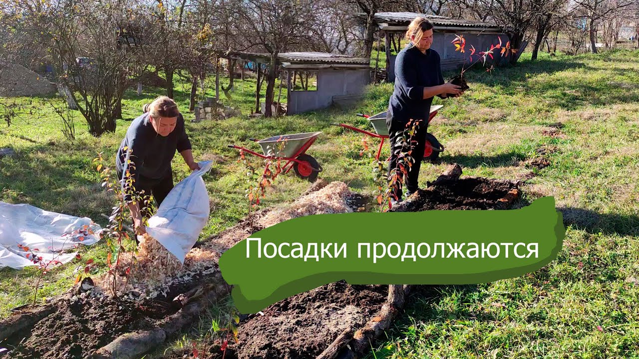 Посадила малину. Сажаю голубику.