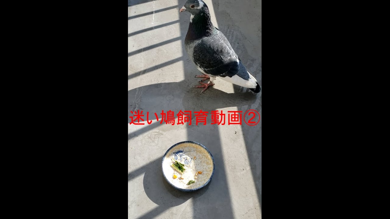 ベランダに鳩が迷い込んだので飼ってみた②