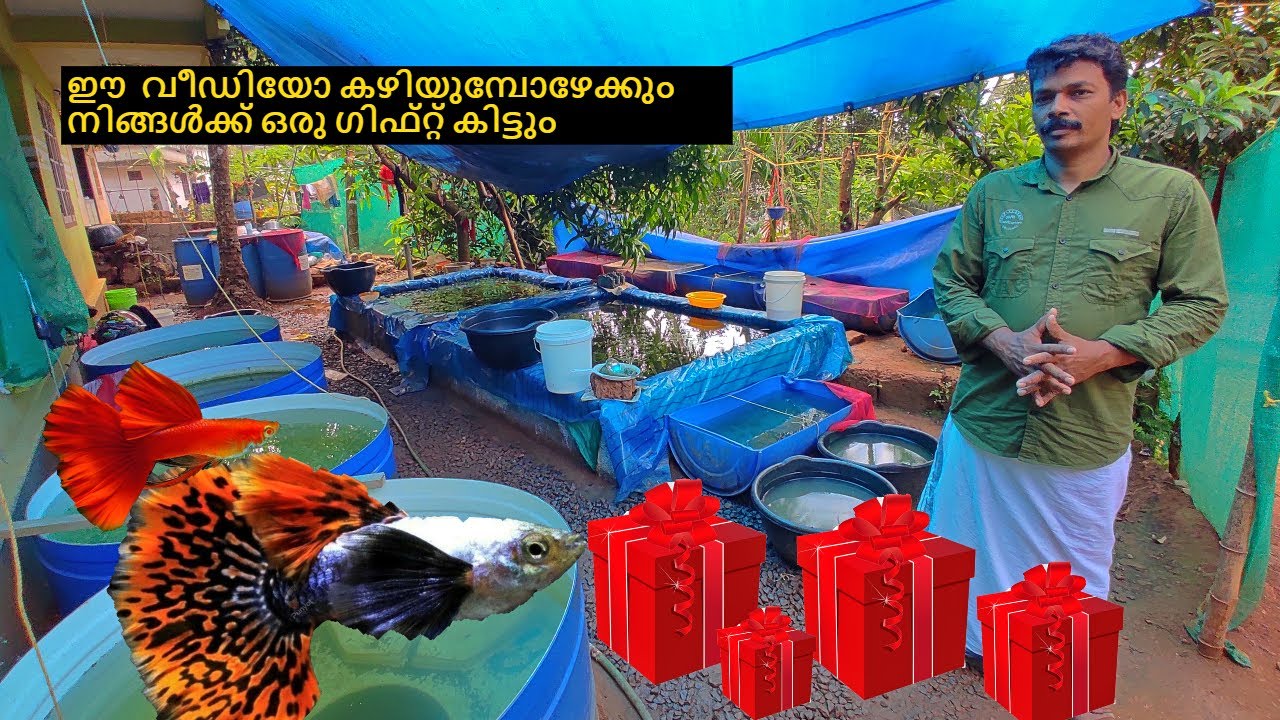വീണ്ടും ppr ഗപ്പി ഫാർമിൽ എത്തിയപ്പോൾ  |ppr guppy farm malappuram | guppy farm malappuram