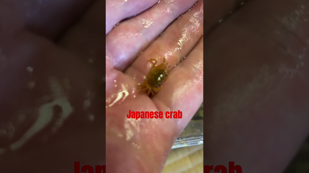 Japanese crab