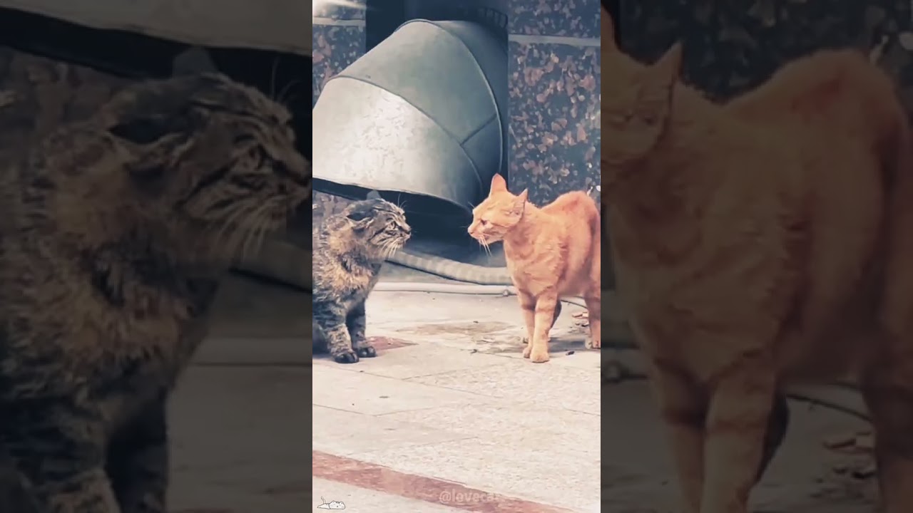 𝑻𝒘𝒐 #funny 𝒄𝒂𝒕𝒔 f #animals 𝒇𝒏𝒏𝒊 vido #colonelkkjϟ 😂😂😂😂subcribechnnl