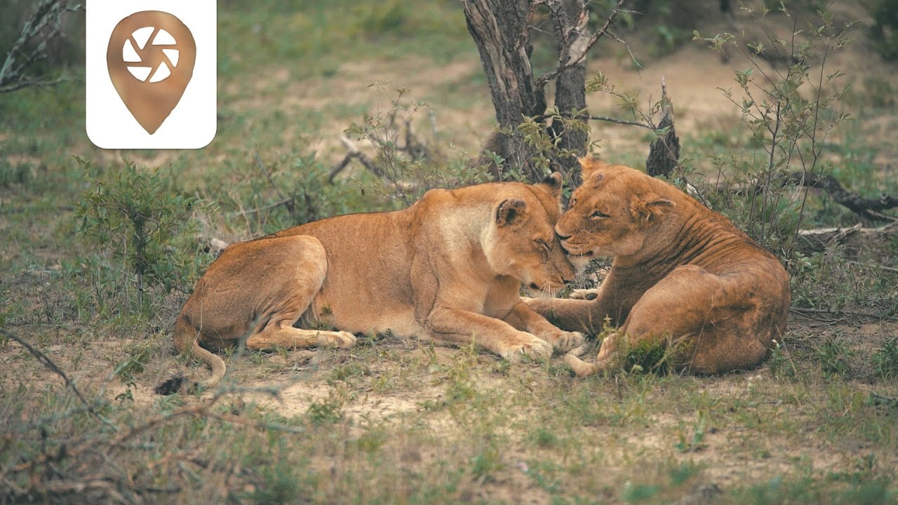 Doch nur Schmusekatzen? - Safari in Südafrika | Vlog #03