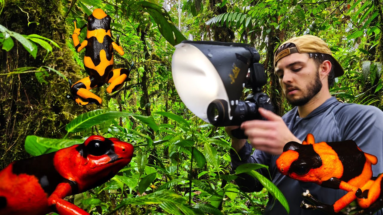 Searching for Oophaga lehmanni - Poison Frog Tour in Colombia - Wildlife & Macro Photography 