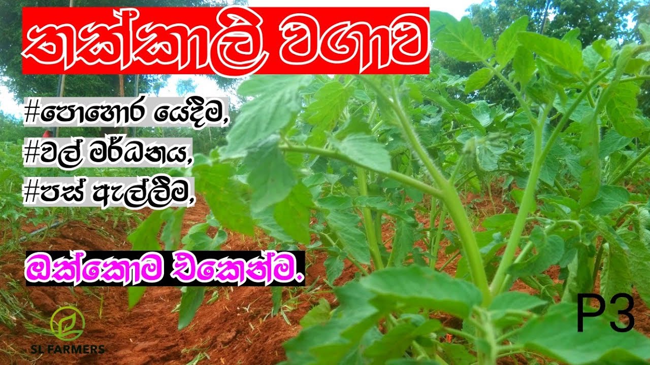 April 29, 2025slfarmers 💪 තක්කාලි වගාව| tomatofarming...