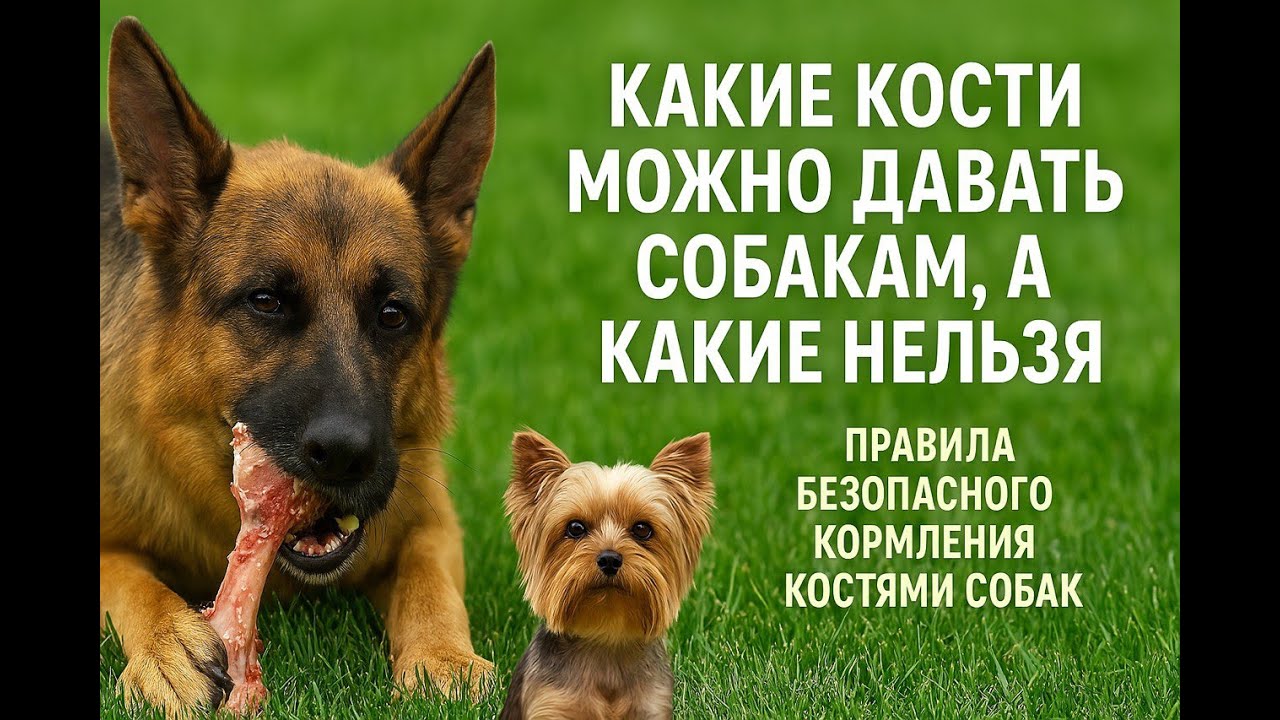 Какие кости можно давать собакам, а какие нельзя. Правила безопасного скармливания костей собакам.