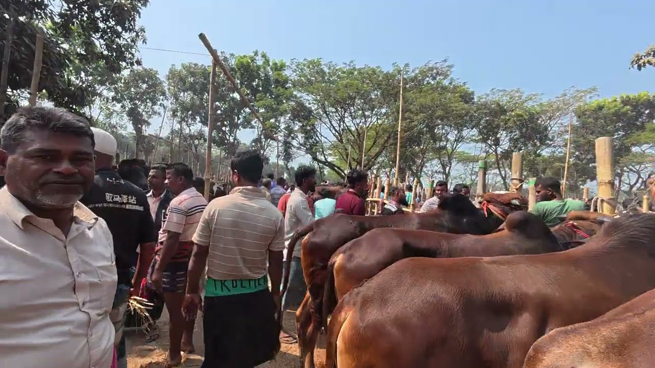সফরমালি গরুর হাট ‌।‌। অনেকেই জানতে চান সফরমালি গরুর হাটে কি পরিমান গরু আসে 