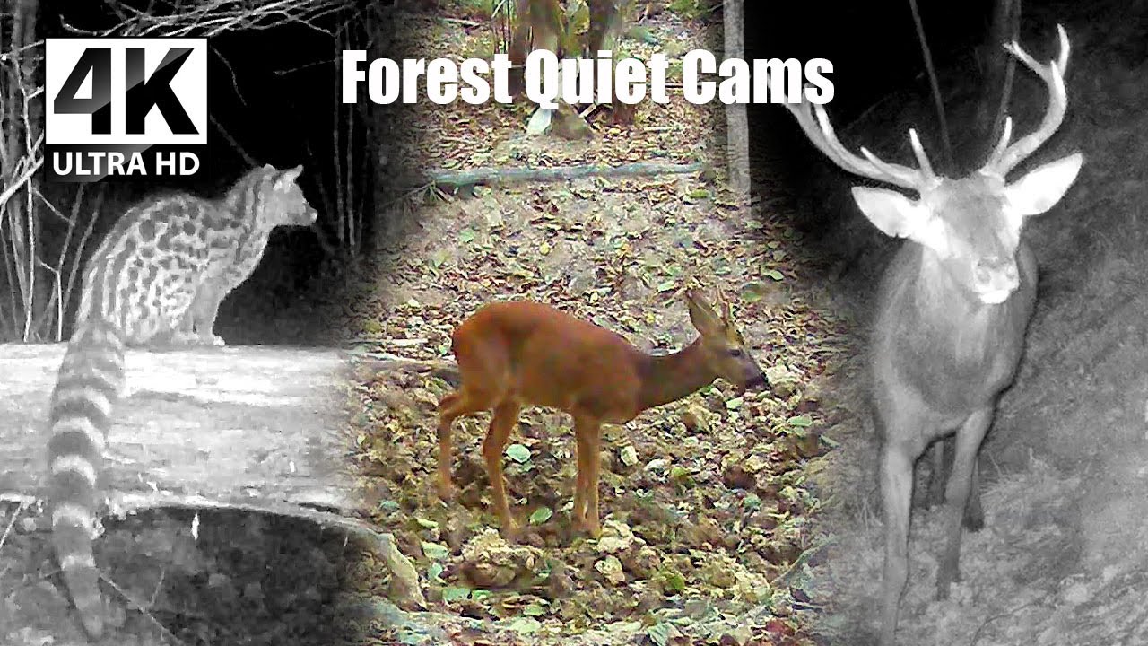 A Very Busy Forest Night | Deer, Boars & Elusive Hunters