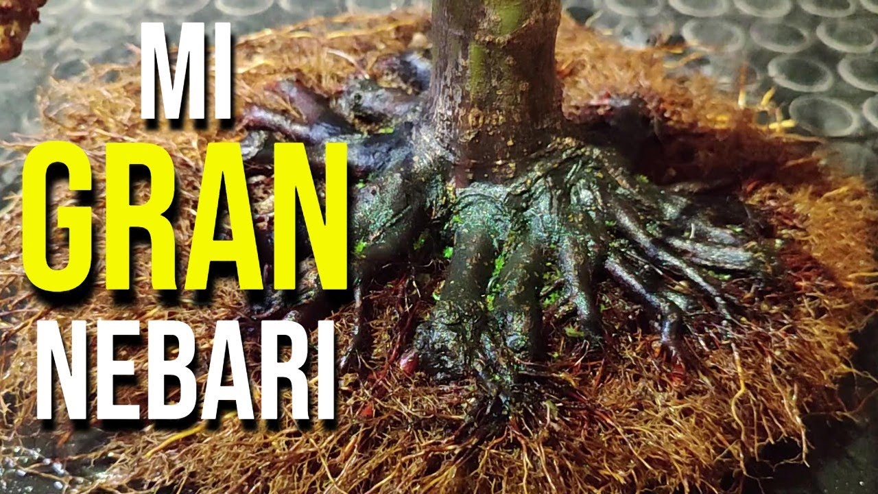 Un Nebari Grande, Plano y más Natural en Acer Palmatum - BONSAI