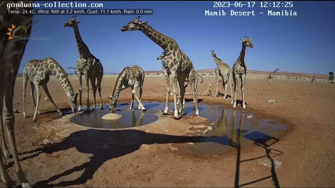 Giraffe in Namib desert - 10 Gentle giants come for a quick drink at the waterhole