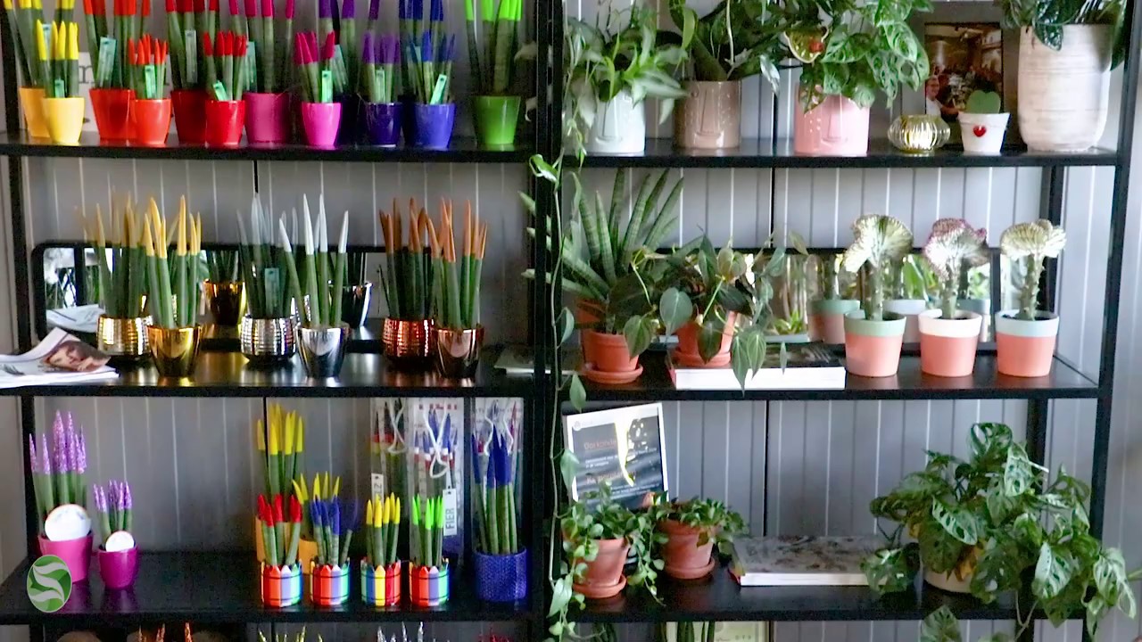 Grower of the month June 2019: Van der Arend Tropical Center