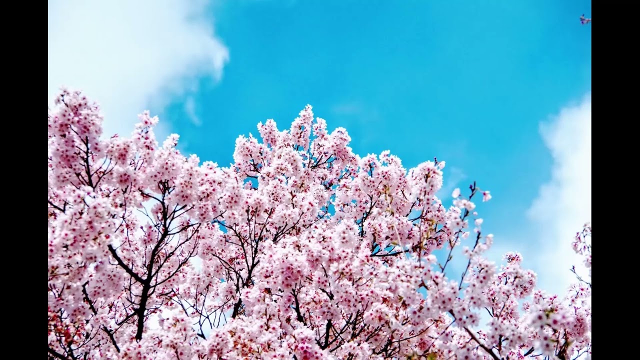 Cherry Blossom Serenity