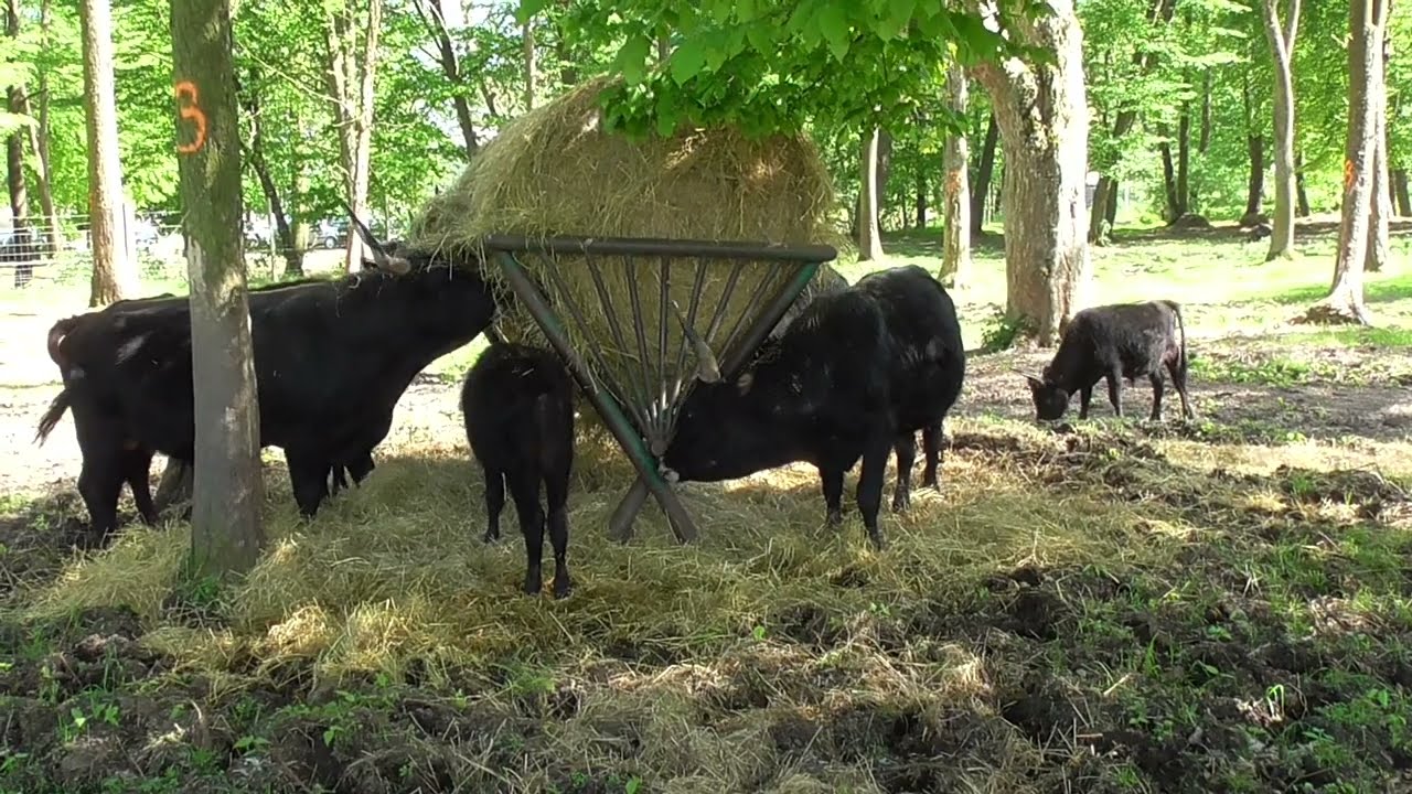 Bydło Hecka