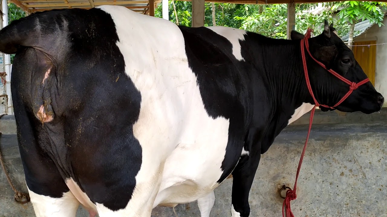 বিক্রয় বিজ্ঞাপন ।।০১৮৮৪৩৮৩৪০০