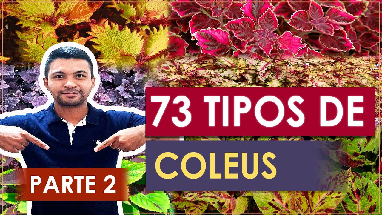 73 TIPOS DE COLEUS │ Lindas Cores │Parte 2