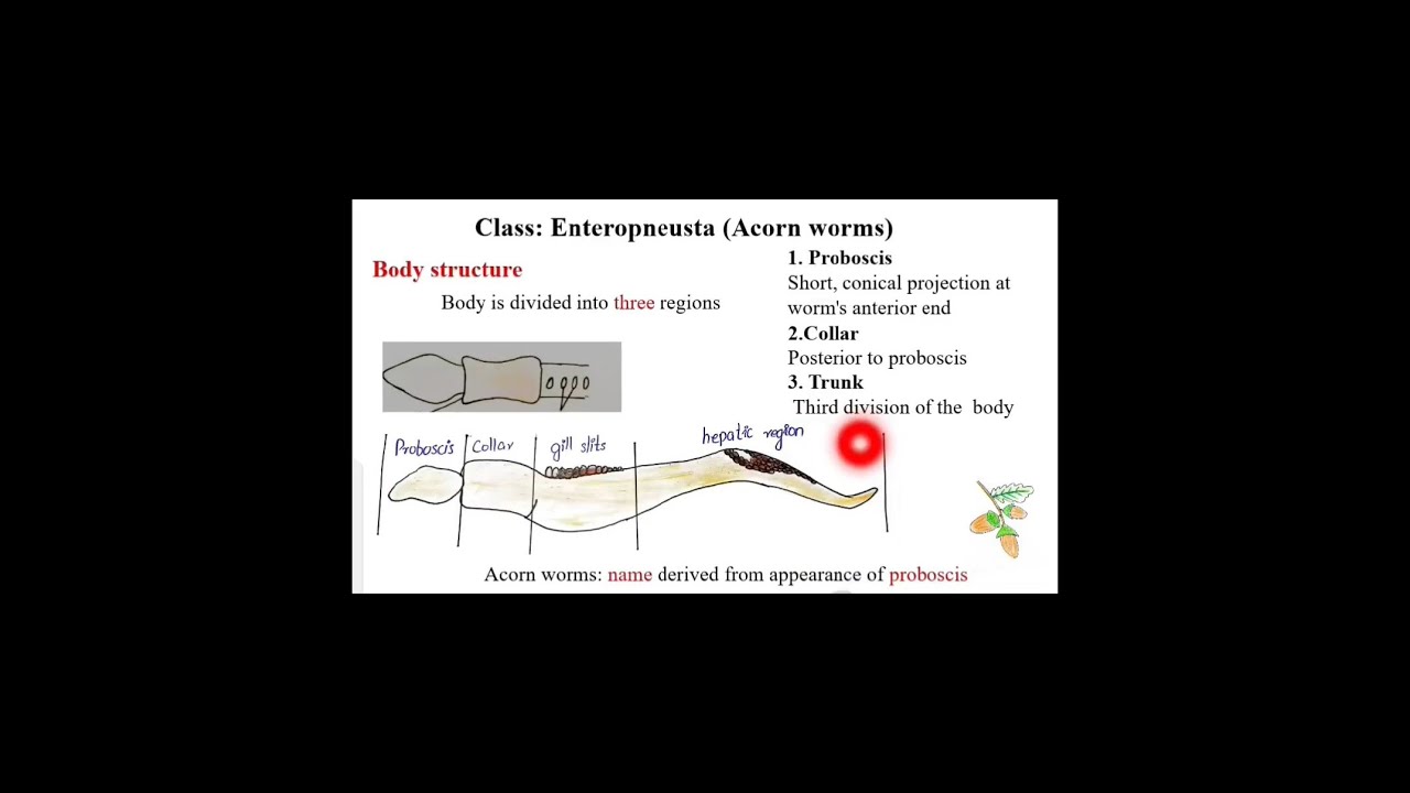 Hemichordates; Enteropenusta (acorn worms) and Pterobranchia