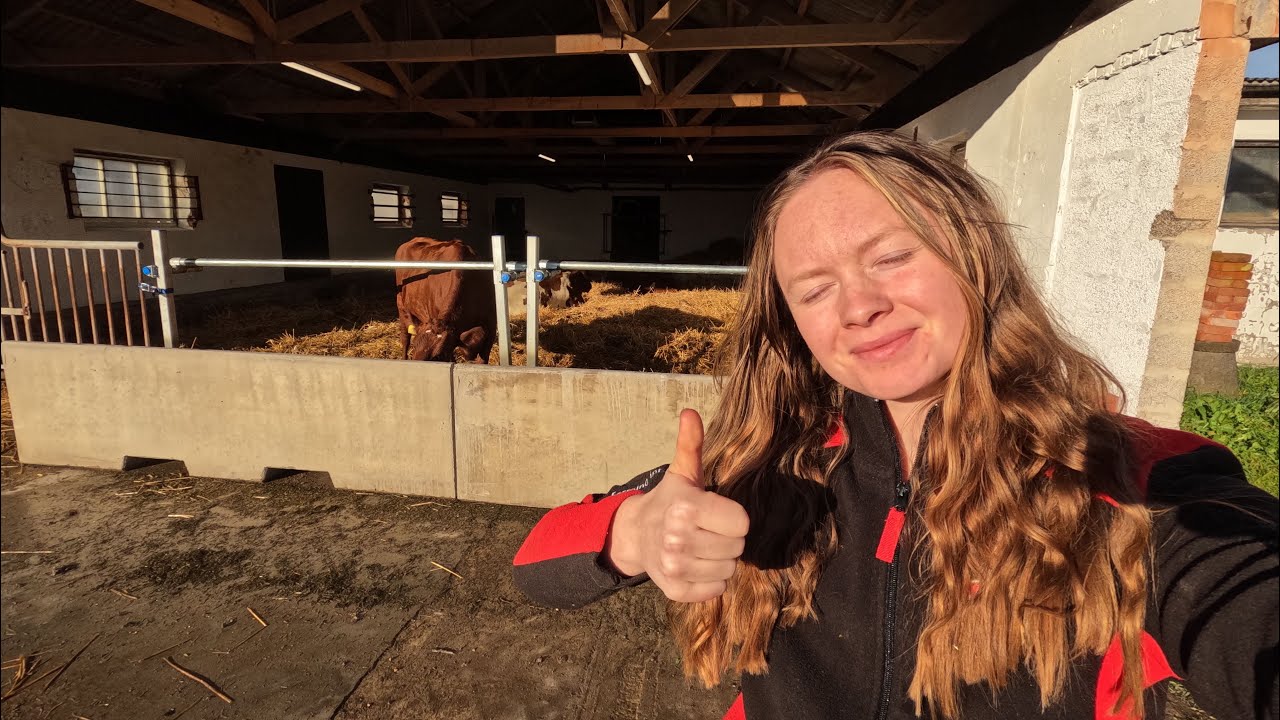 Invigning av vårt ”nya” sinkostall 😍😍 Vlogg 149 #bonde #farming #sinko