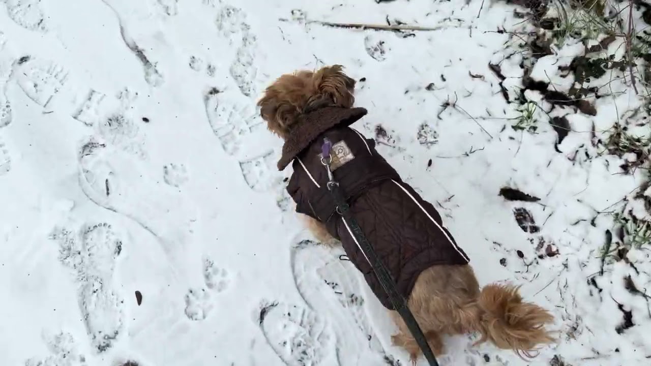 25januar Schnee casi Coco Pino 