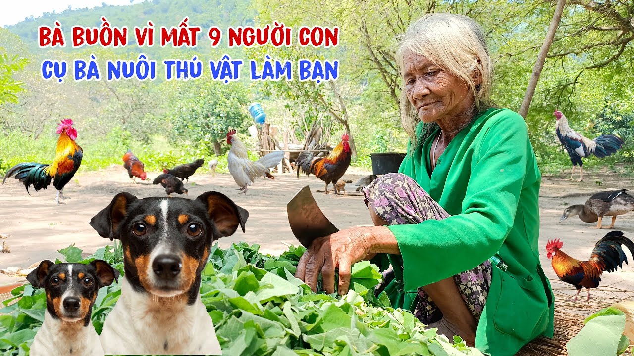 Cụ bà 100 tuổi sống ẩn danh trên núi vui mừng vì được tặng cá khô hỗ trợ suốt đời - tập 462