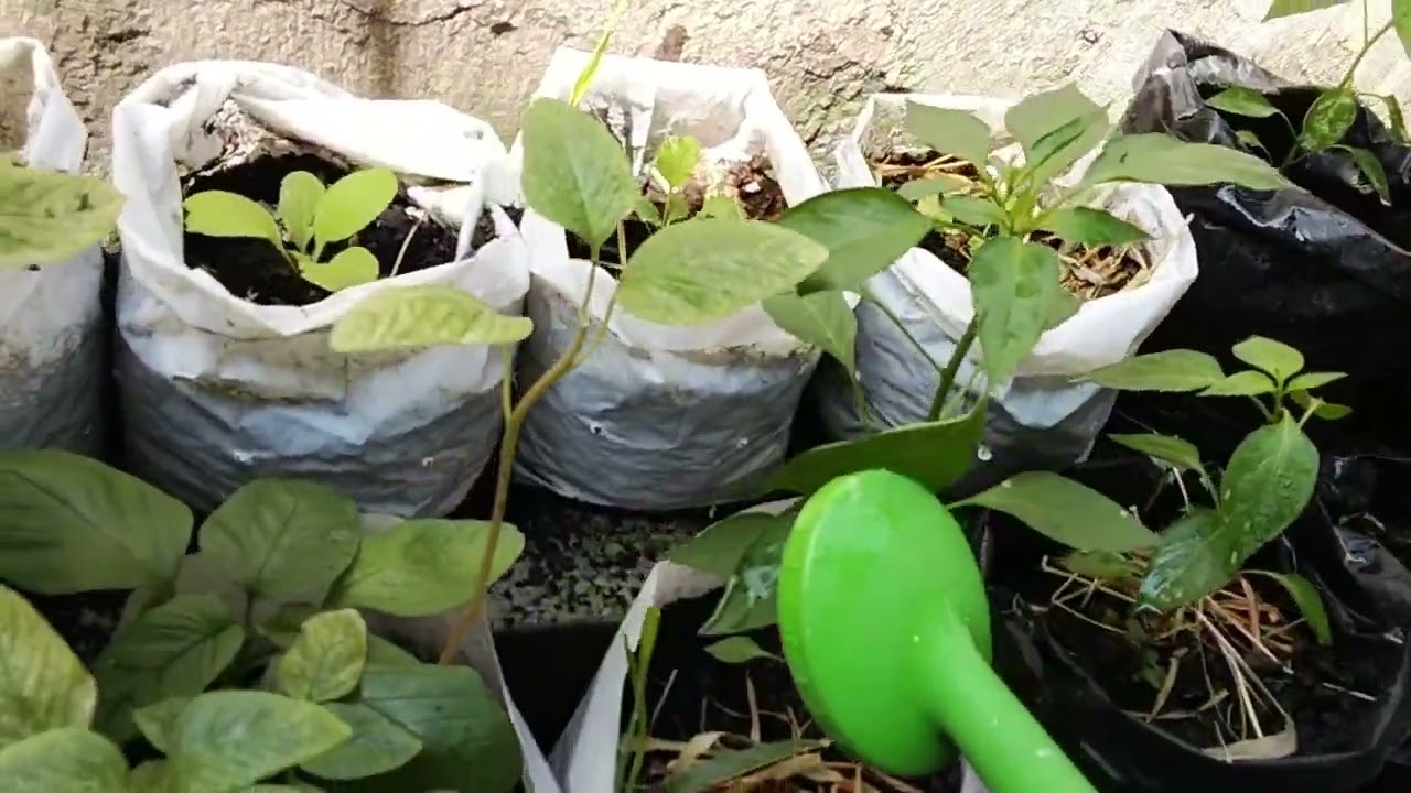 AKTIFITAS PAGI, SAATNYA BERKEBUN DI TEMPAT KECIL.