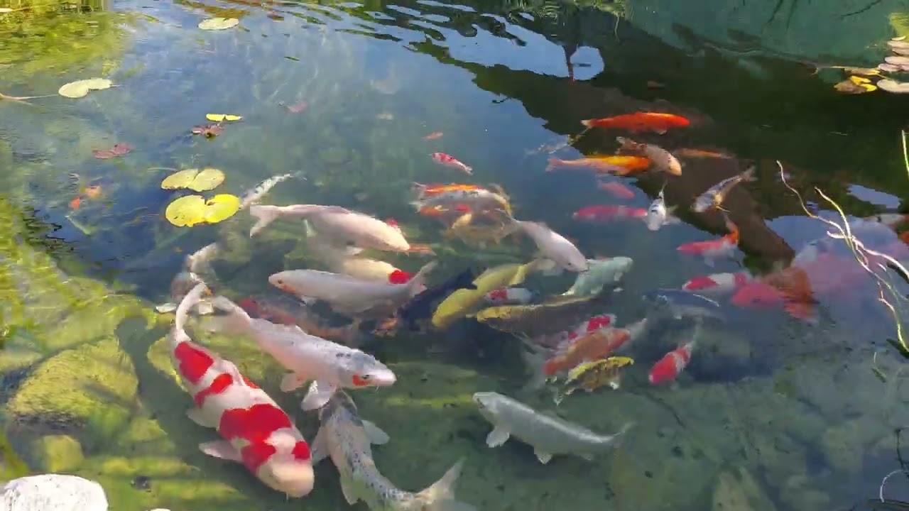 Iaz natural-ornamental cu crapi koi. Natural koi pond