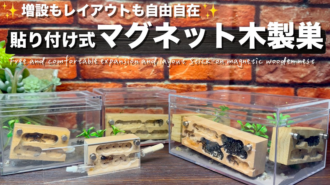 【自作】✨増設もレイアウトも自由自在！✨🪵貼り付け式マグネット木製巣🪵“新女王や初期コロニーの飼育からサテライトコロニーの観察まで”【アリ飼育】【アリ飼育セット】【飼育巣】