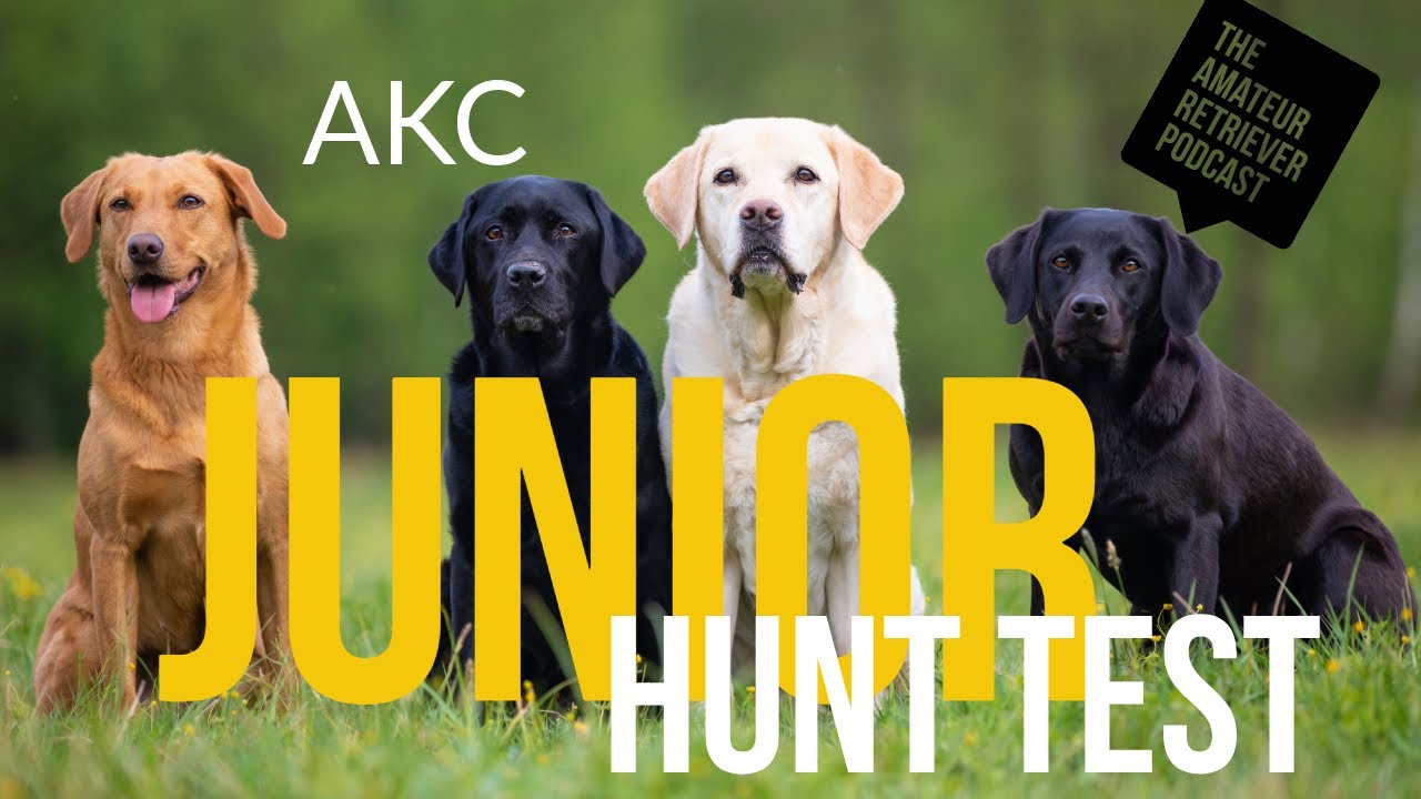 10 Keys to Passing Junior Hunt Tests | AKC Retriever Training