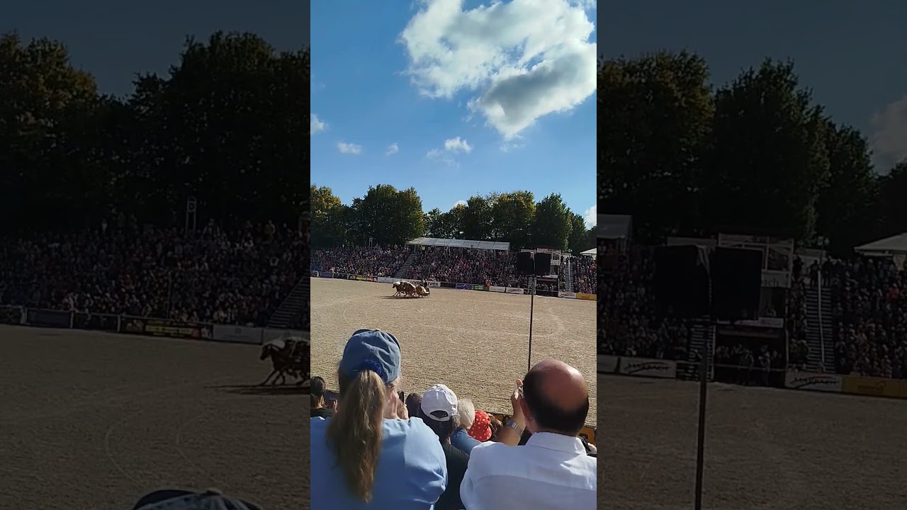 hengstparade in Marbach war richtig sch&ouml;n