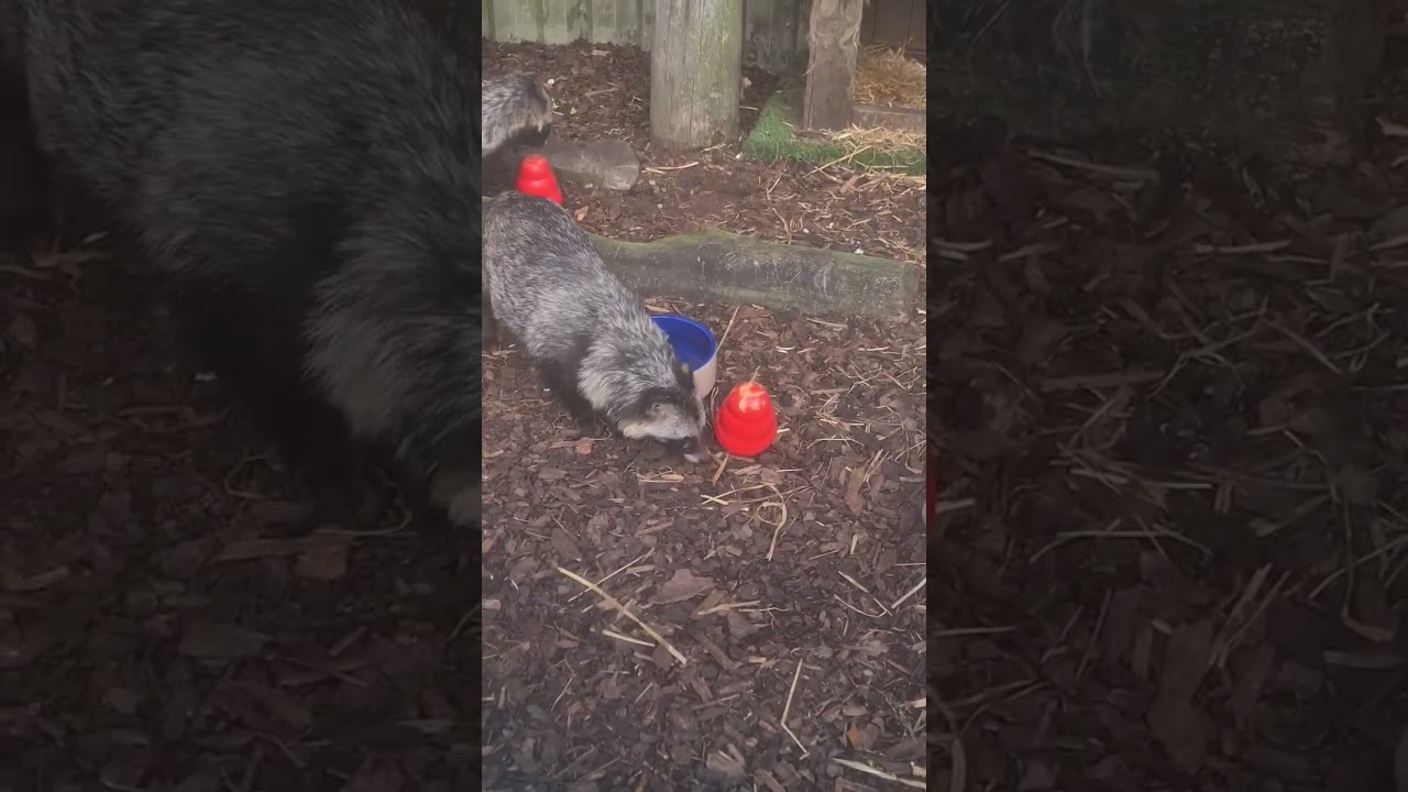 Raccoon dogs playing with kong toys at Fernvalley Wildlife Centre in Orkney