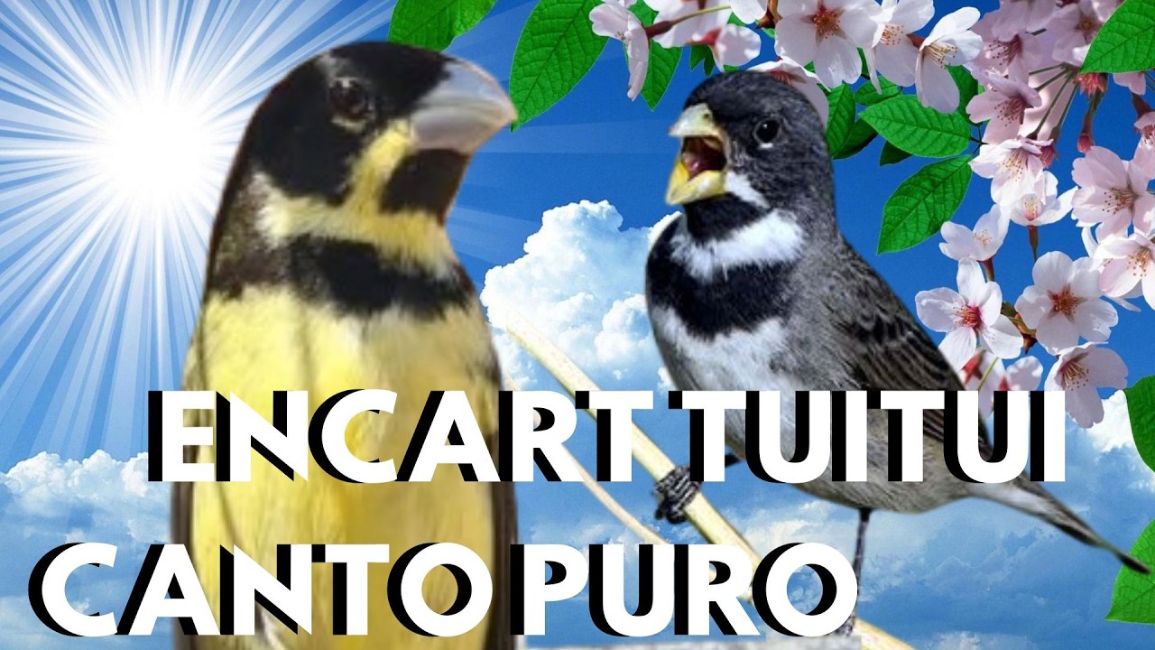 O Melhor ÁUDIO DE COLEIRO tui tui RÁPIDO  Ideal Para Encarte e Treinamento