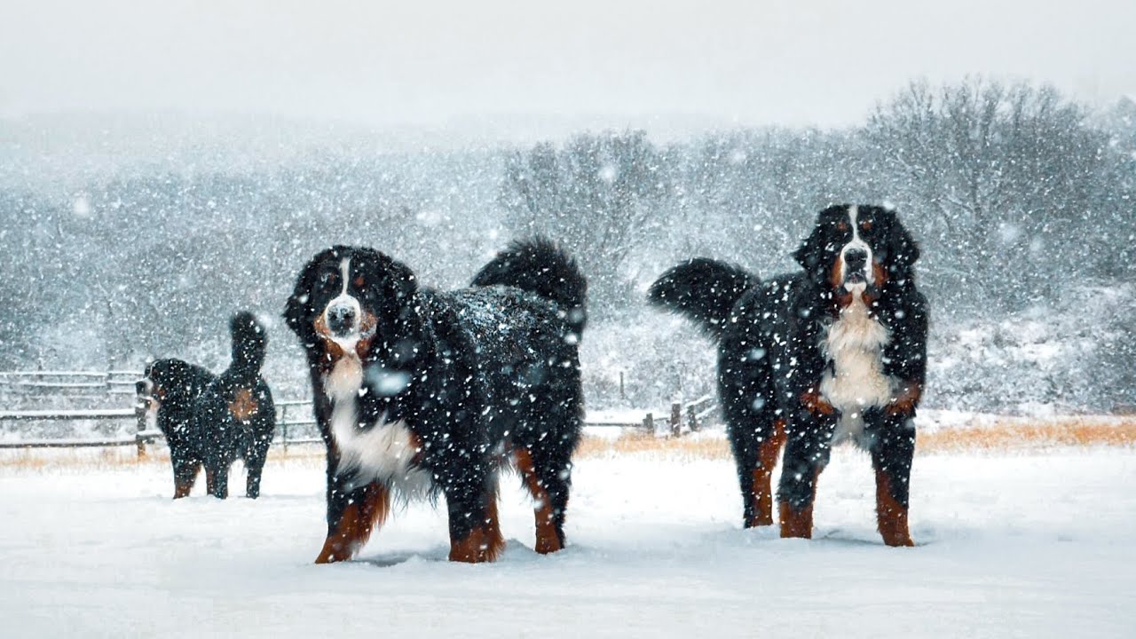 SPRING SNOW DAY!!! Life with 14 Bernese Mountain Dogs! Ep. 6 || vlog016