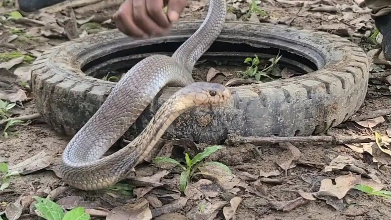 গর্তের  ভিতরে সাপ 