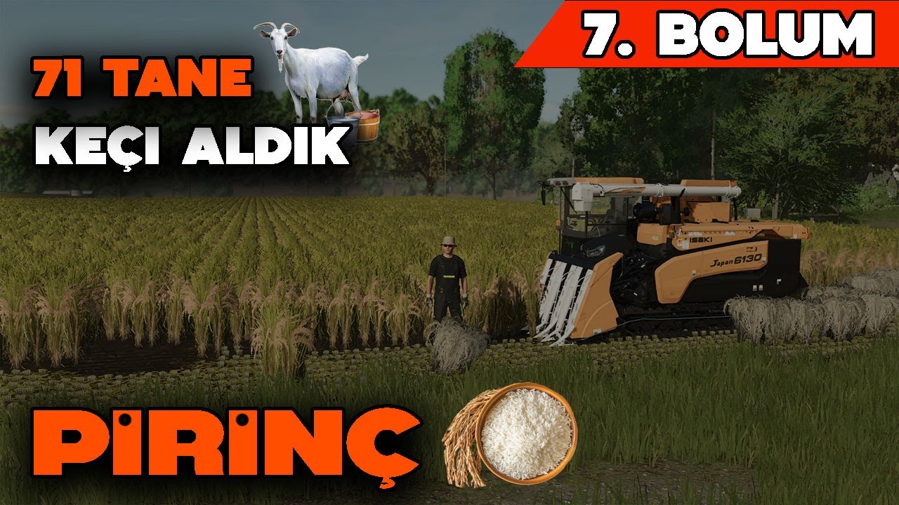 PİRİNÇ HASADI ! KEÇİ SÜTÜ İŞİNE GİRİYORUZ FS25 SIFIRDAN ZENGİNLİĞE #7