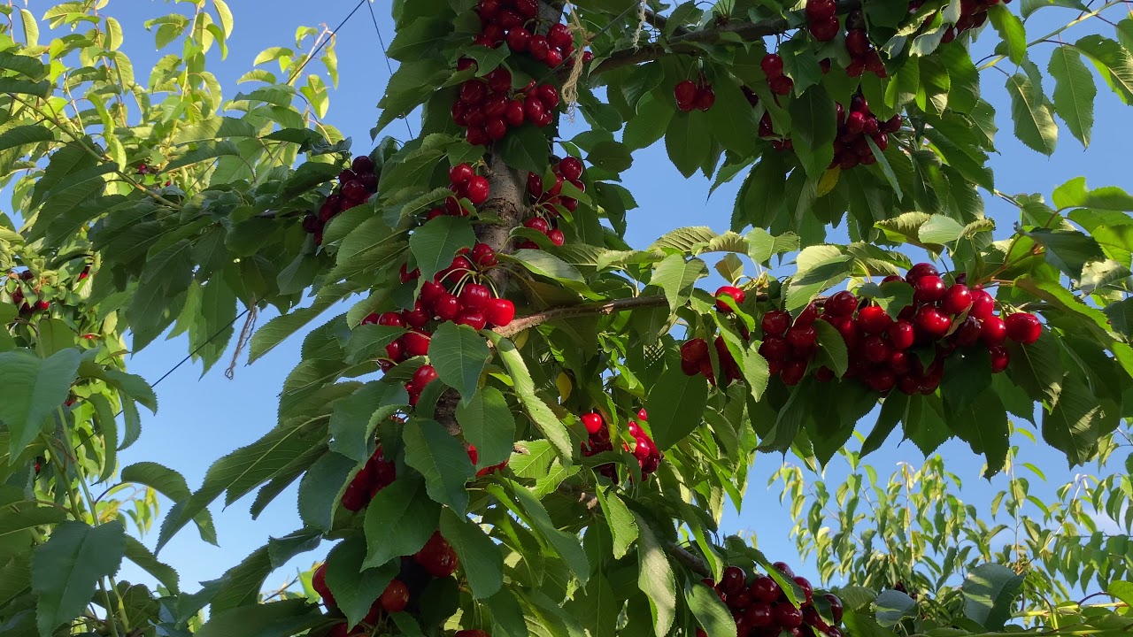 GRACE STAR CHERRY VARIETY.PART 2