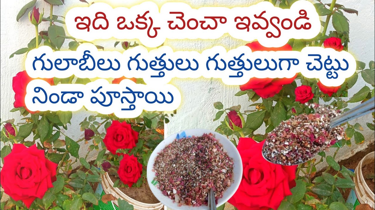 చిన్న కుండీలలో గులాబీలు చెట్టు నిండా పూయడానికి ఈ ఫెర్టిలైజర్ ఇవ్వండి/rose plant growing tips #rose 