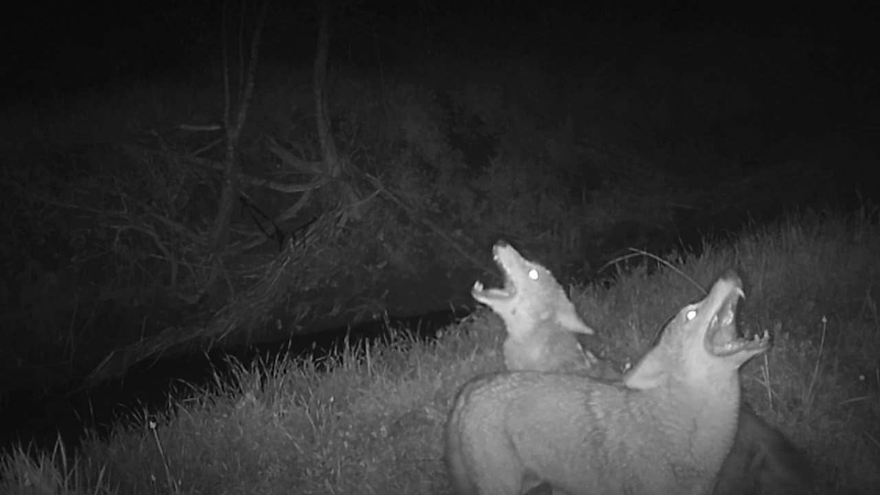 Coyote Pack Barking & Howling - Irving, TX
