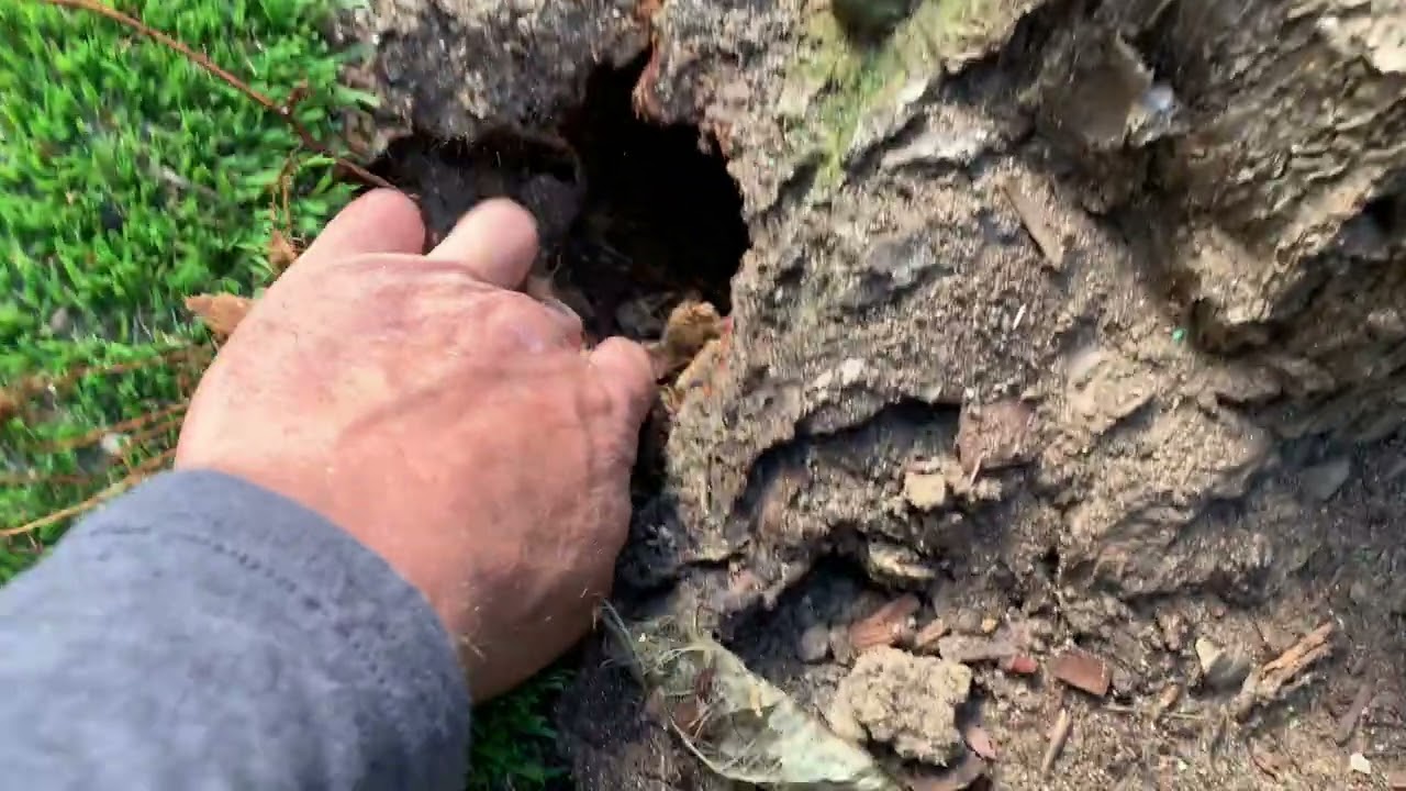Tree roots? or feeder roots?