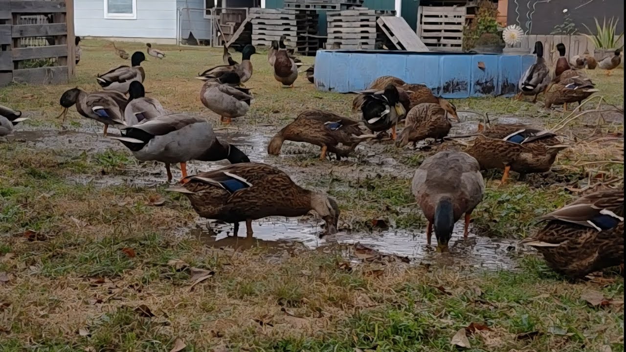 Enjoy this outside pool change (there's some loud whistling at the end, just fyi) #ducks