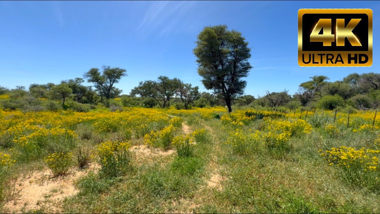 4K African Flower Field | 3 Hours Seamless Loop  [Studying, Relaxation, Peaceful, Sleep and calm]