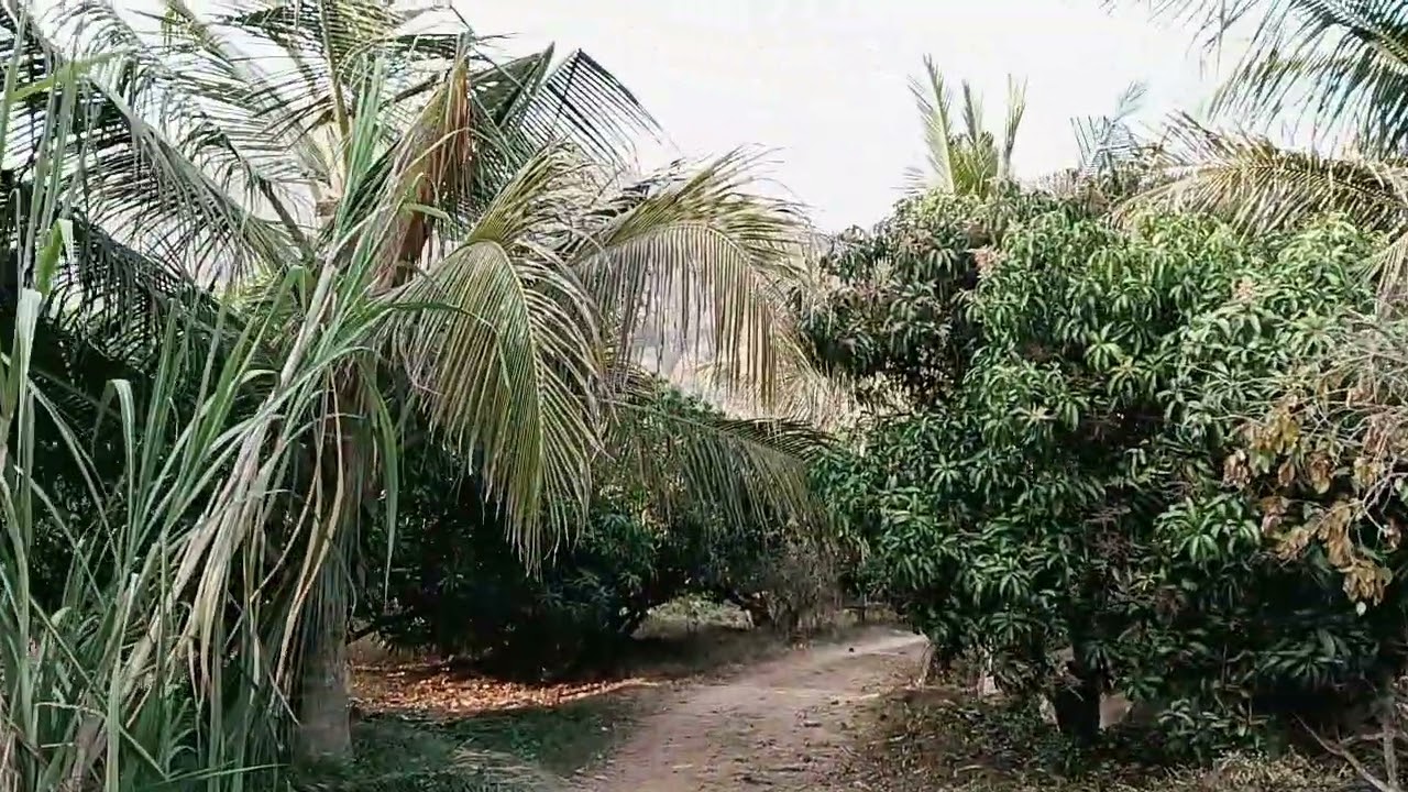 20 gunt mango farm for sale ph 8971607967.