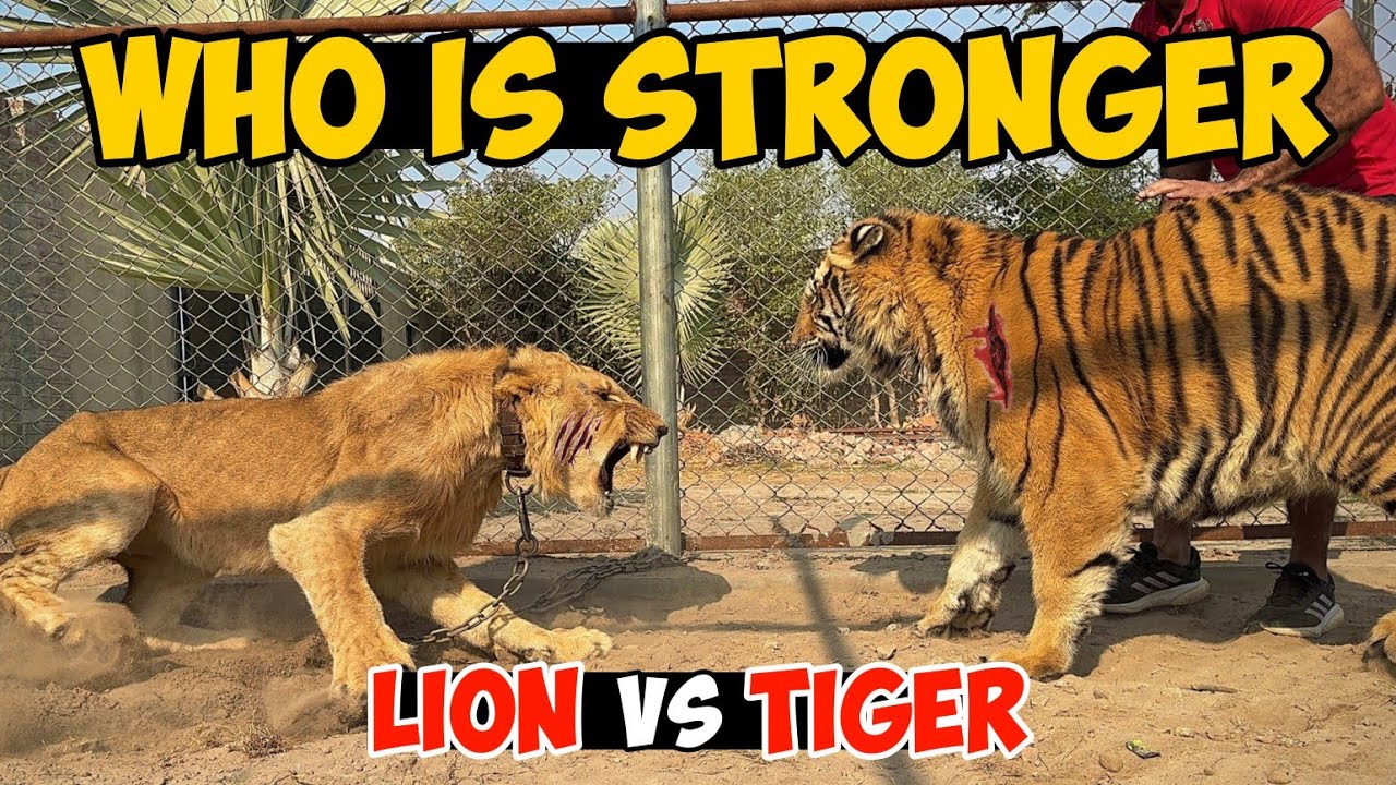 Lion vs Tiger | Kon Jeetay Ga Fight? FULL BATTLE 😱