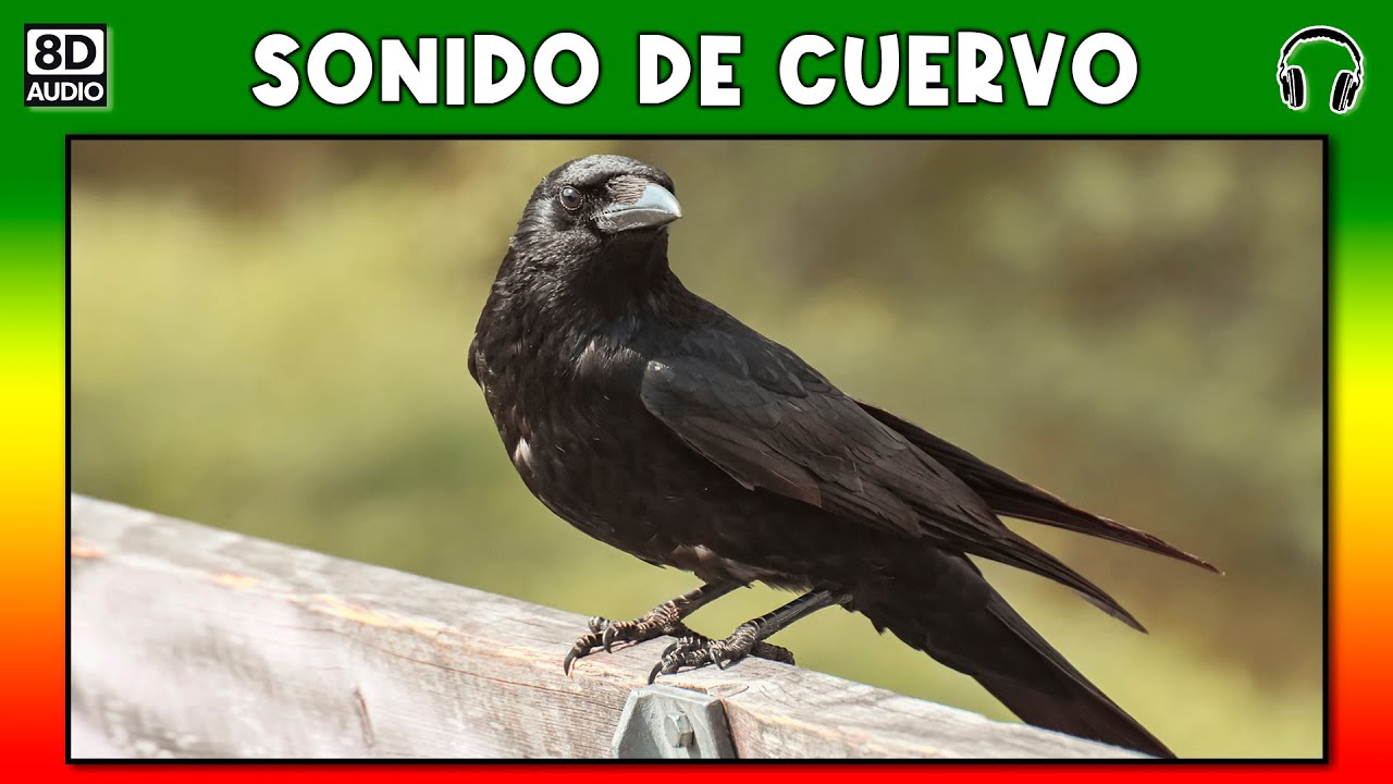SONIDO DE CUERVO 🐦