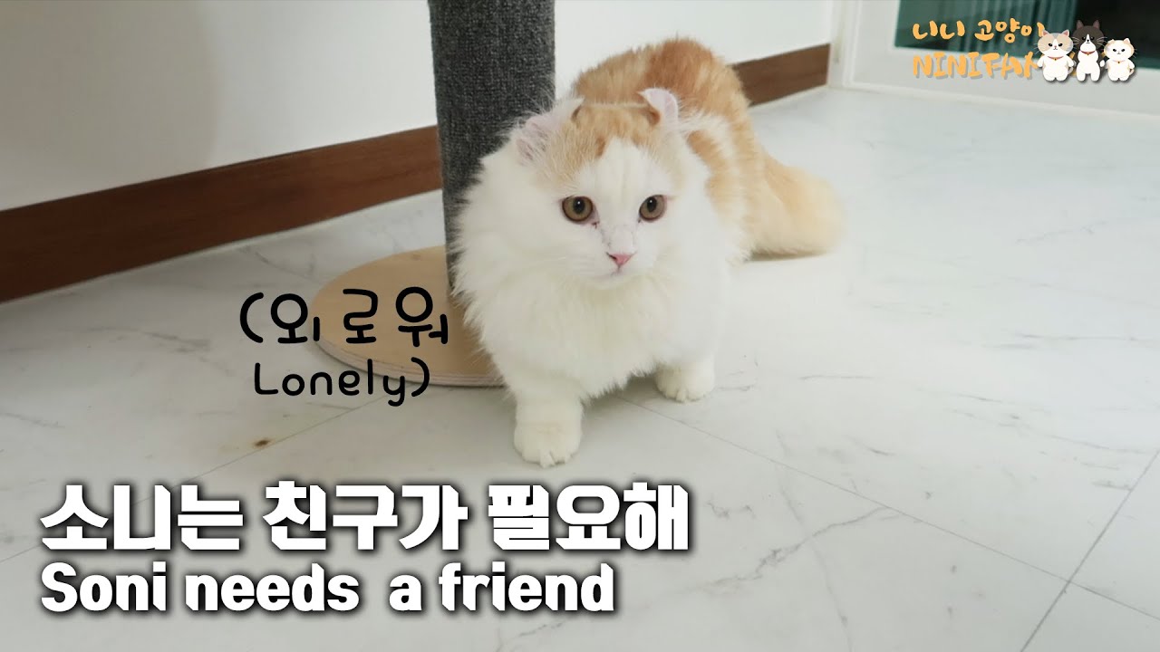 Soni Ended Up Alone, So Lonely