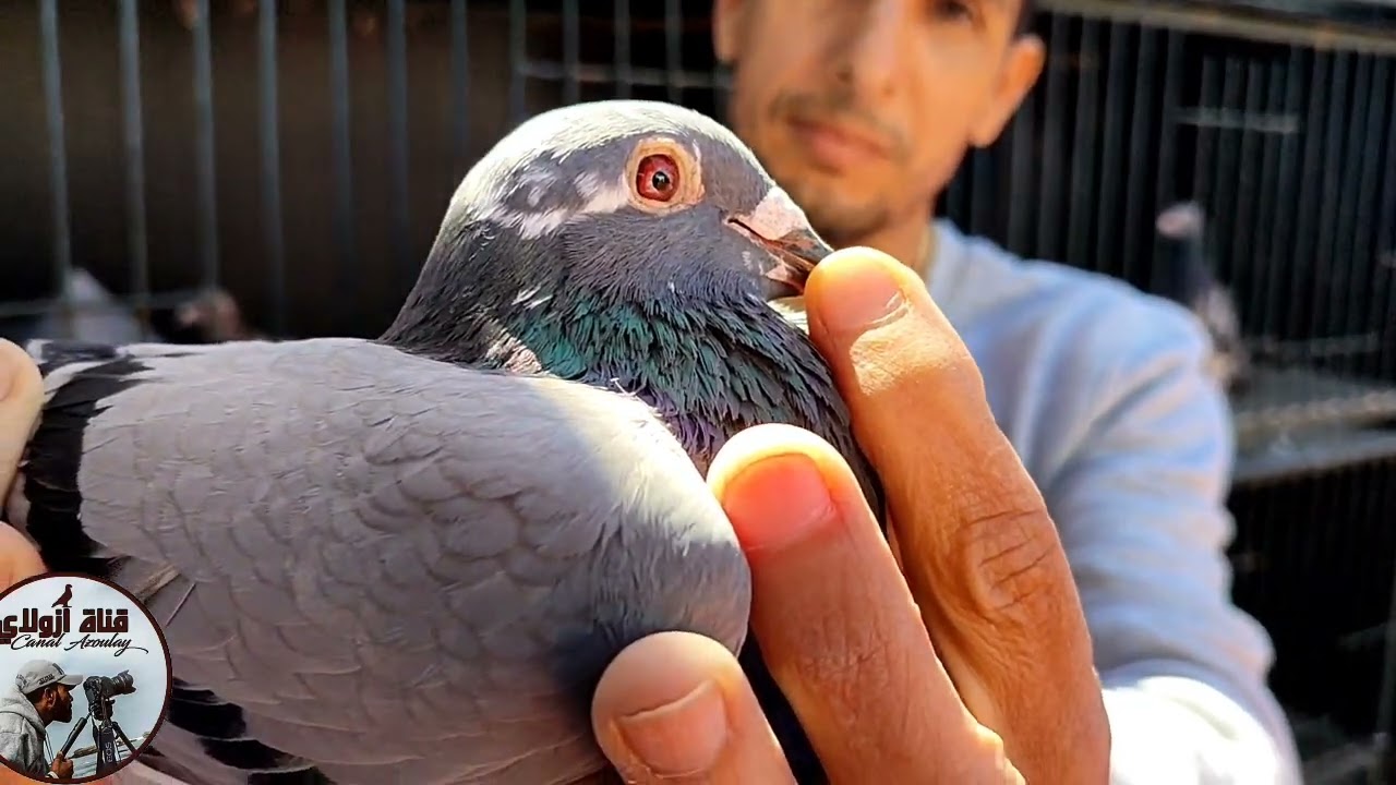 الجزء التالت في سلالة الهودياك  عند البطل الكبير خالد ضمير لمن يهمه الامر يتصل على الرقم 0664991460