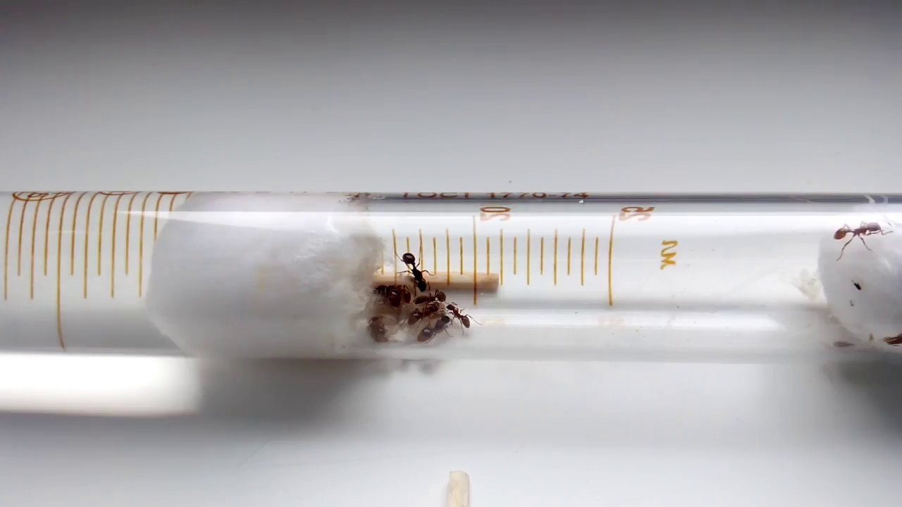 Немного о муравьях вида Myrmica rubra