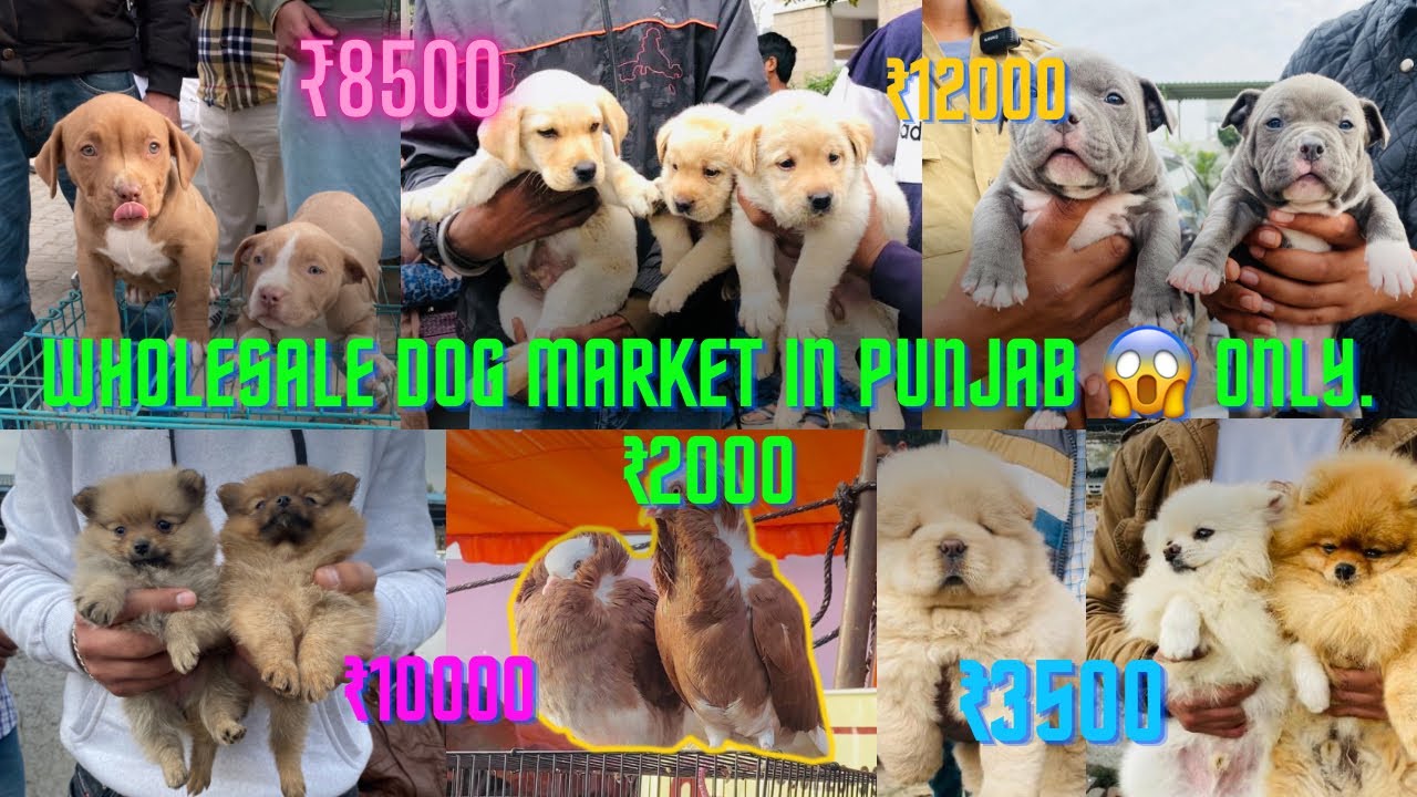 Wholesale Dog Market in Punjab 😱 Only. ₹2000