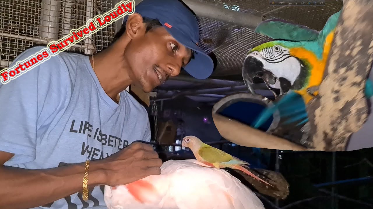 Macaw Birds Attack On Human / The Fortunes Survived Loudly.