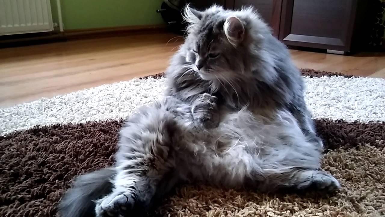 Maine Coon and Silver Siberian cat